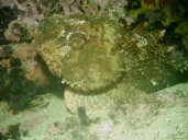 gal/Scuba_Diving/gordons_bay/_thb_IMAG0077.JPG