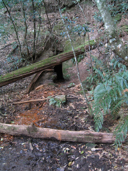 gal/Bushwalking/under_narrowneck/IMG_3174.jpg