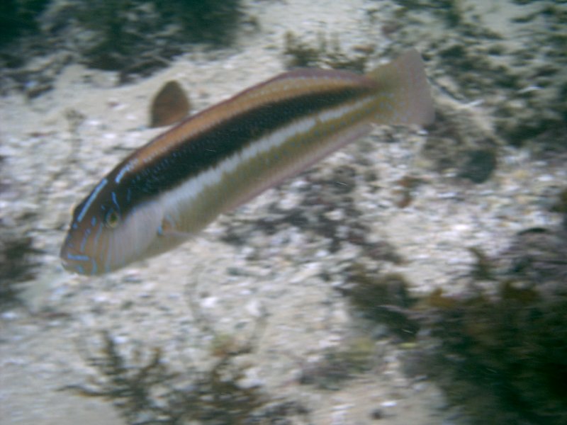 gal/Scuba_Diving/gordons_bay/IMAG0054.JPG