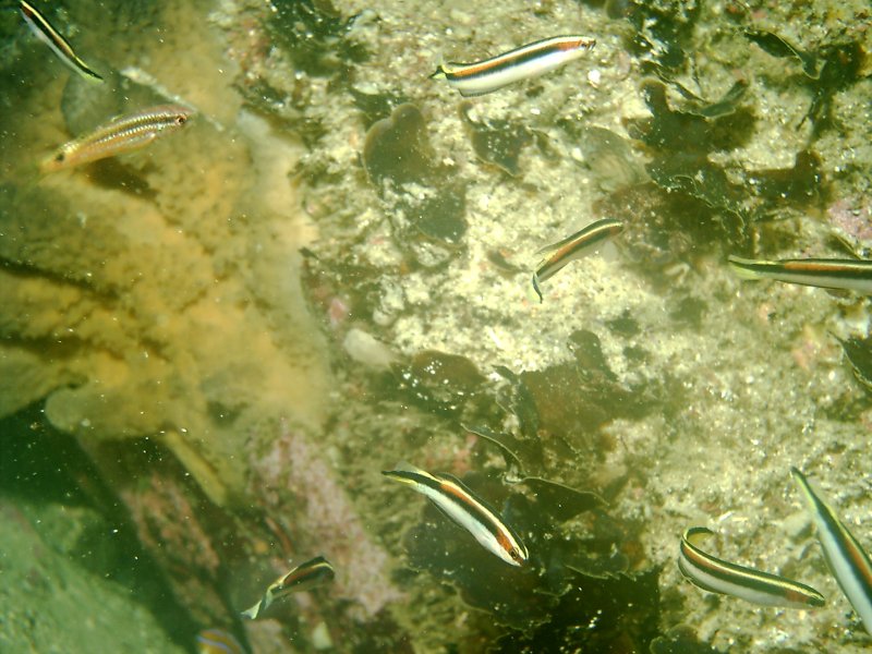 gal/Scuba_Diving/gordons_bay/IMAG0092.JPG