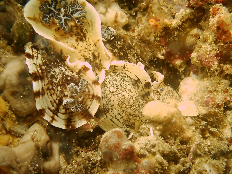 gal/Scuba_Diving/gordons_bay/IMAG0093.JPG