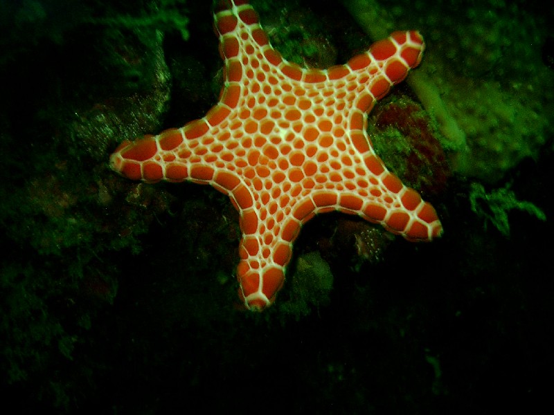 gal/Scuba_Diving/red_indian_point/IMAG0019.JPG