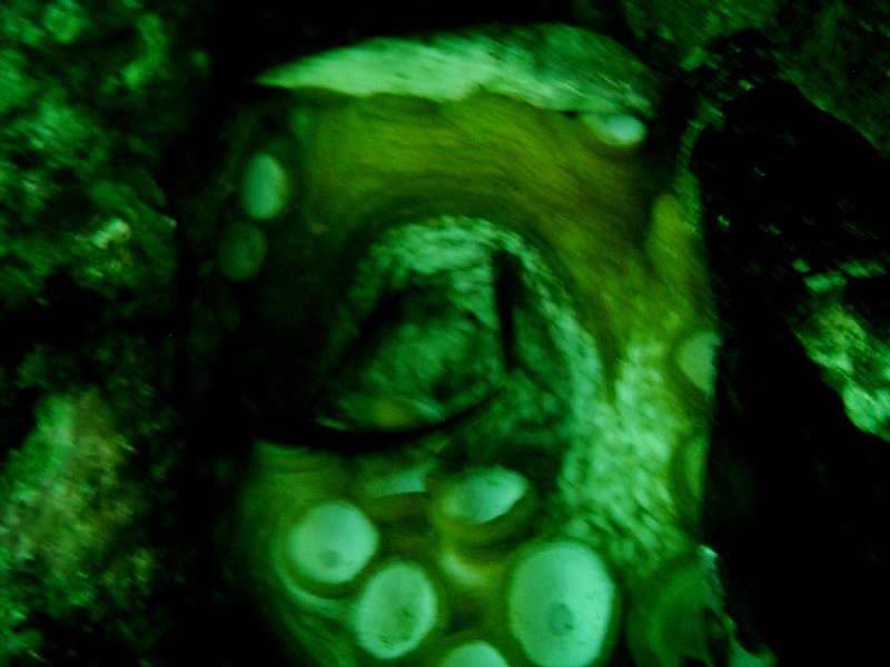 gal/Scuba_Diving/red_indian_point/IMAG0027.JPG