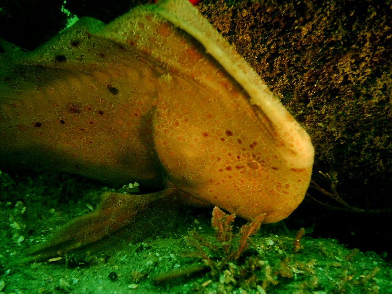 gal/Scuba_Diving/red_indian_point/IMAG0029.JPG