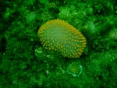 gal/Scuba_Diving/red_indian_point/_thb_IMAG0017.JPG