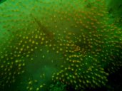 gal/Scuba_Diving/red_indian_point/_thb_IMAG0042.JPG