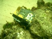 gal/Scuba_Diving/red_indian_point/_thb_IMAG0048.JPG