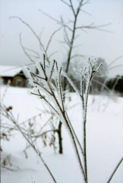 gal/Travelling/russia/nature/uralsicebranch.jpg